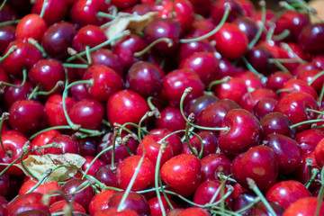 Fresh cherries in a farmer agricultural open air market, seasonal healthy food. Concept of biological, bio products, bio ecology, grown by yourself, vegetarians