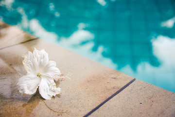A beautiful white flower at the edge of a pool with contrasting cool and warm colors.