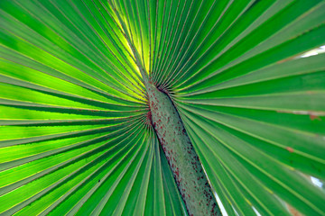 Brown leaf of overlord