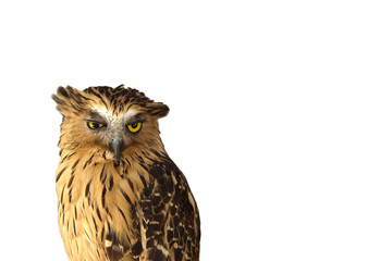 A wild owl looking at camera isolated on white background with copy space.