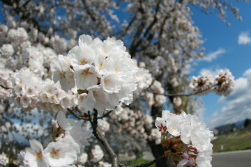 桜　青空　雲