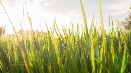 Fototapeta premium Close up of grass from a rice field with sunlight creating flare in the lens. Nature background image with shallow focus.