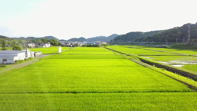 夏の田んぼ。緑の稲。空撮。やや低空で前進して上昇。福岡。v07