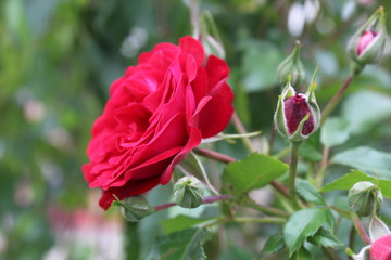 red rose in the garden