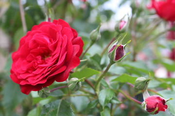 Obraz premium red rose in the garden