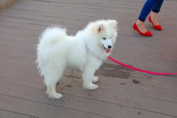 pet samoyeds dog and lady red high heels