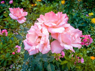 Four pink roses