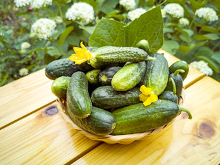 Fresh cucumbers basket