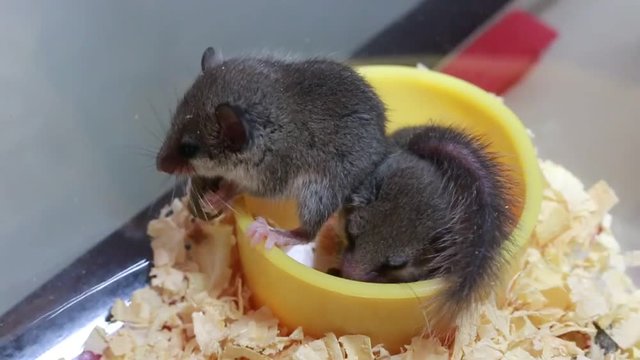 small African Pygmy Dormouse are eating on yellow bowl