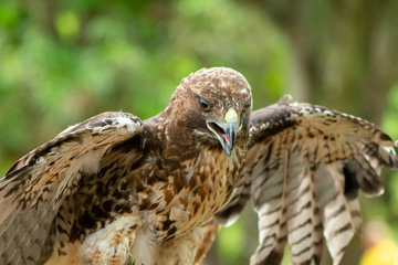 red-tailed hawk or Buteo jamaicensis close-up portrait