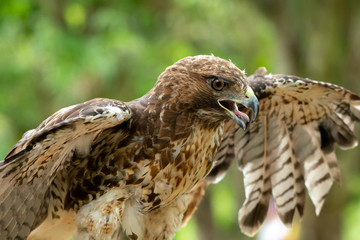 red-tailed hawk or Buteo jamaicensis close-up portrait