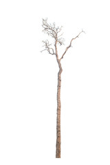 Dry tree isolated on white