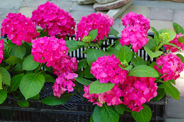Red Hydrangea blossoms