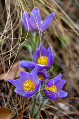 Pulsatilla patens or Eastern pasqueflower