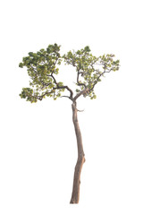 Obraz premium Tree isolated on white