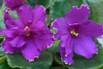 Close-up of purple violets blossom on a blurred background