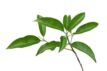 Green tree leaf isolated on white background