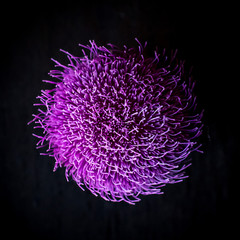 Thistle from above 