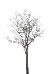 Fototapeta na wymiar Tree isolated on white