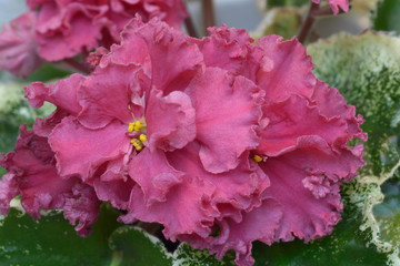 Close-up of pink violets blossom on a blurred background