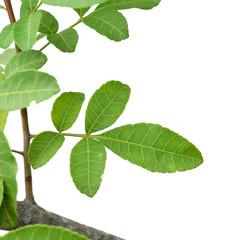 Fototapeta premium Green tree leaf isolated on white background