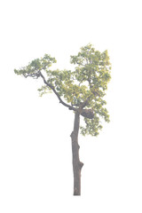 Fototapeta premium Tree isolated on white