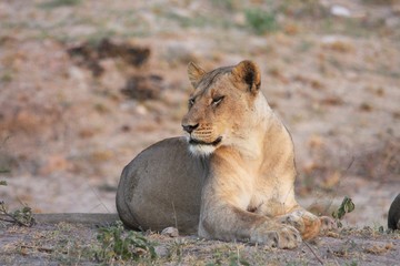une lionne en Afrique du Sud