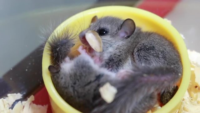 small African Pygmy Dormouse is laying and eating in yellow bowl