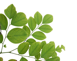 Fototapeta na wymiar Green tree leaf isolated on white background