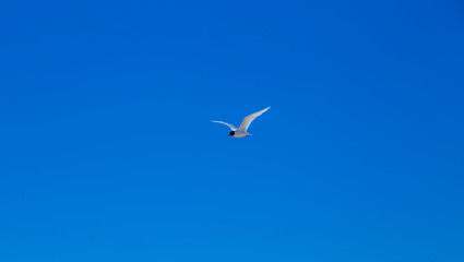 Fototapeta na wymiar Seagulls in the air on summer beach