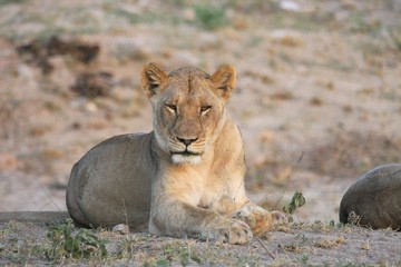 une lionne dans la savane en Afrique du Sud