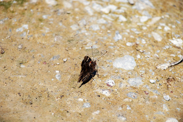 Butterfly with Wings Closed