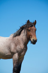 Fototapeta na wymiar Dutch Draft horse