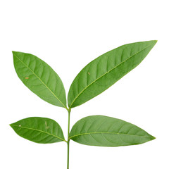 Naklejka na ściany i meble Green tree leaf isolated on white background