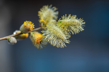 Allphotokz Willow 20090402 1209 5DM2