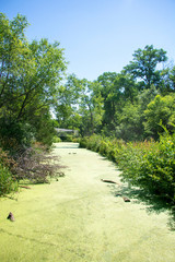 Fototapeta premium Green Algae Stream