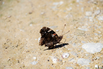 Orange Butterfly on the Ground