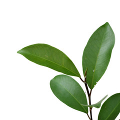 Green tree leaf isolated on white background