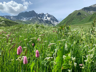 Snake-root knotgrass, valeriana and other flowers in Zrug Gorge in the summer. Russia, North...