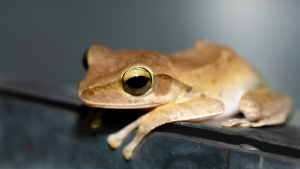 Macro of frog in the night