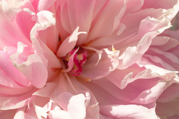Beautiful pink peony flower. Close up detail of a common garden peony. Selective focus, shallow depth of field.