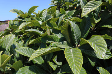 Green leaves of loquat tree with closeup for background