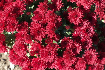 Bright red flowers of Chrysanthemum in mid October