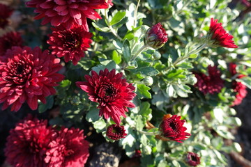 Buds and red flowers of Chrysanthemums in November