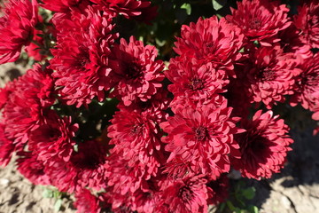 Close view of red flowers of Chrysanthemums in mid October
