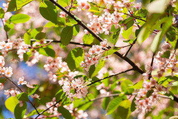 Spring flowers. Spring border or background art with pink blossom. Beautiful nature scene with blooming tree and sun flare. Sunny day. Beautiful Orchard.