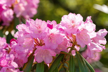 Delicate pink flowers. Korean zemlyannikova, or Chosenia zemlyannikova (Chosenia arbutifolia). 