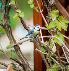 Portrait einer Blaumeise