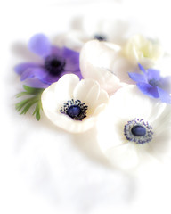 anemones 