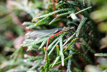 Kleinlibelle in einer Konifere